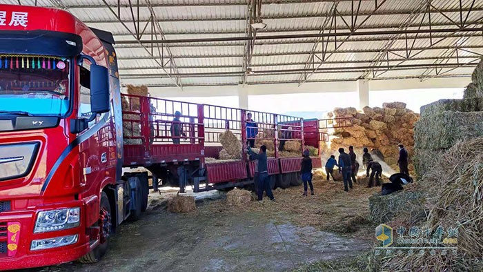 正在對(duì)燕麥飼草裝車