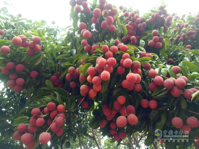 “一騎紅塵妃子笑”新傳：奧鈴北極熊冷藏車護航，荔枝鮮甜如初